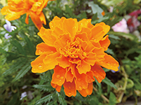 ���e�C�����v���Z���^