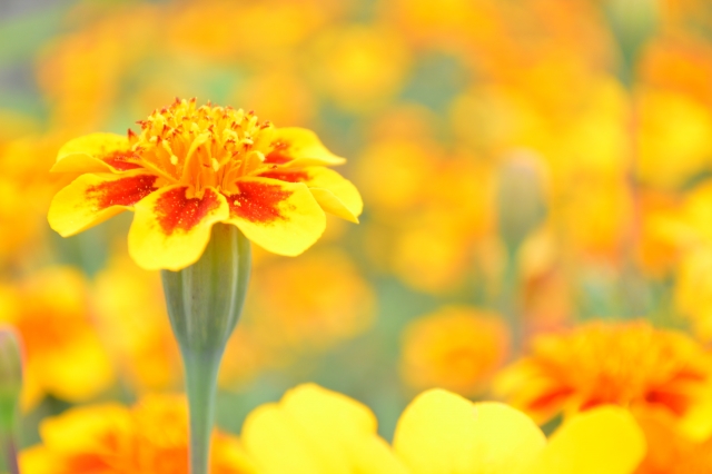 �����b�N�Xeye