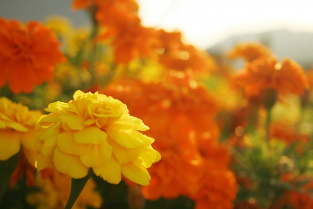 ���e�C��