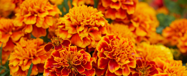 ���e�C�����v���Z���^