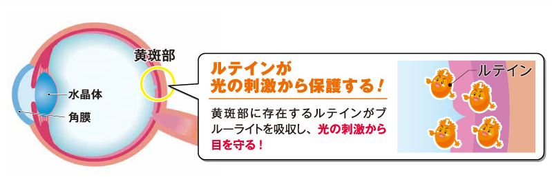 ルテインナイトの登場